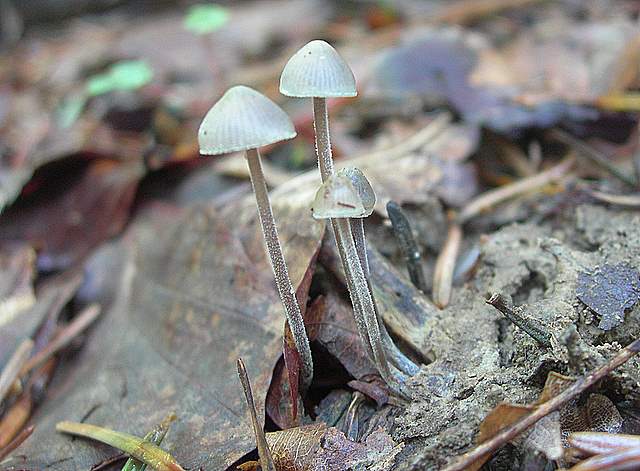 Funghi trasformisti , necrofili e sterili